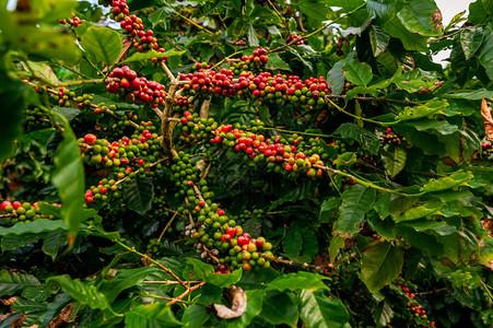 咖啡树上新鲜豆阿拉伯草莓种植照片  |水果种植,蔬菜餐厅照片