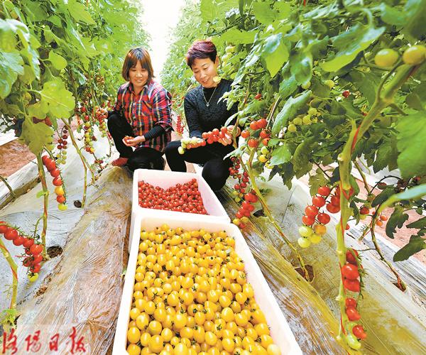 孟津送庄社区的集体经济蔬菜种植基地里绿意盎然