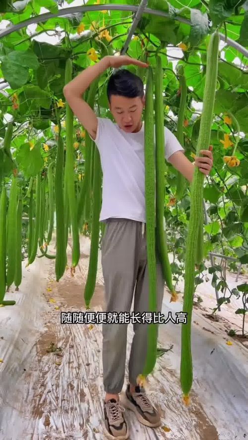 长条香丝瓜,7月份正适合种植 种植 优质农产品 丝瓜