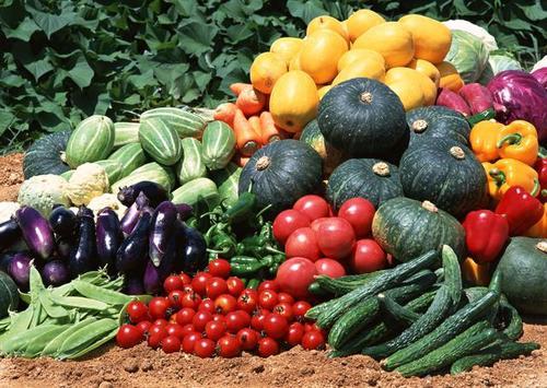 公司新闻|土默特左旗四季青蔬菜种植农民专业合作社