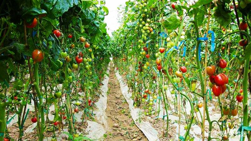樱桃西红柿作为水果型蔬菜,有哪些特性?这样栽培产量高