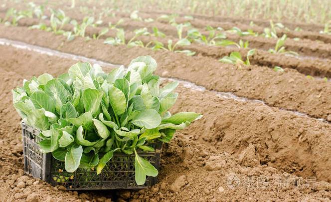 在地里放着小白菜苗的盒子环保产品种植有机蔬菜农作物乌克兰赫尔松