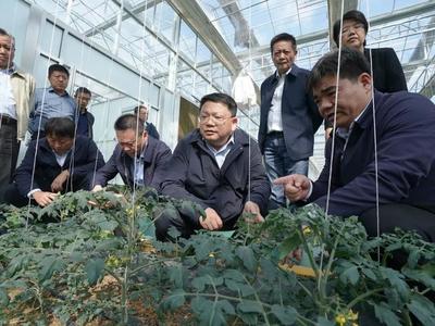 地里蔬菜绿茫茫,市民餐桌有保障,叶军平赴浦东新区、金山区调研蔬菜生产和保供情况